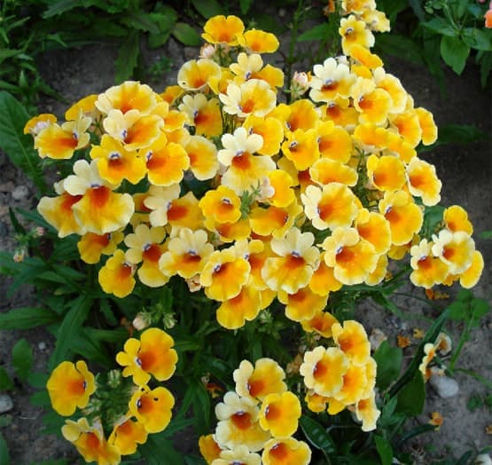 Nemeesia suureõieline  Nemesia strumosa 